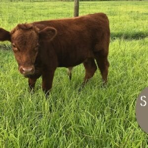Dexter Cattle Florida - Triple S Ranch