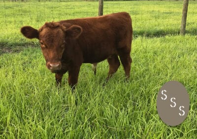 Dexter Cattle Florida - Triple S Ranch