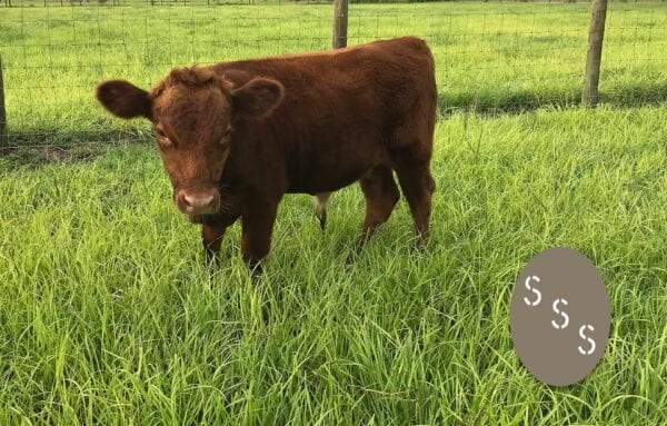 Dexter Cattle Florida - Triple S Ranch