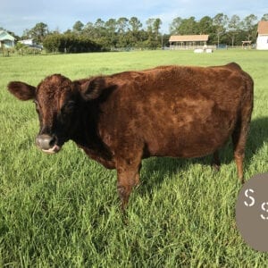 Belle Fourche Figgy Pudding