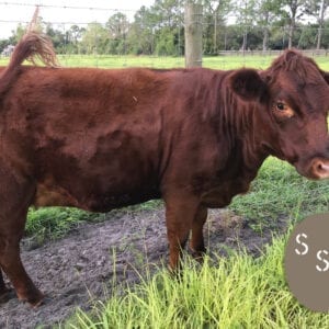 Dexter Cow Misty Morning