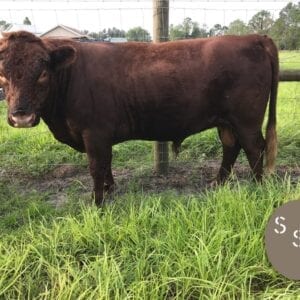 Dexter Bull Mr Stout