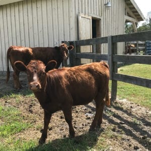 Triple S Ranch Mistletoe Kisses