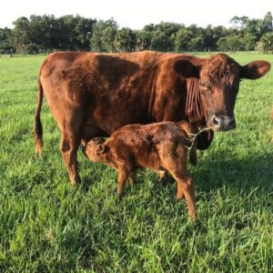 Figgy and Noel Dexter cattle