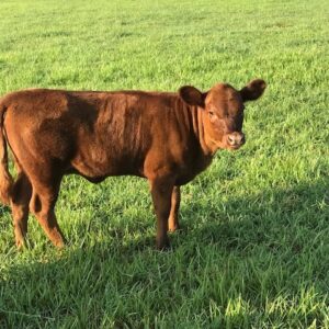 Ina, Dexter Heifer