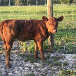 Heifer Rachel Ray